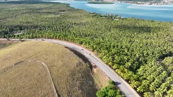 Plantación Cocoteros Cerca Gunga Beach Maceio Alagoas Brasil Plantación Palmeras — Vídeos de Stock