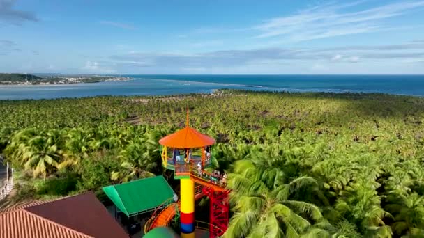 Plantación Cocoteros Cerca Gunga Beach Maceio Alagoas Brasil Plantación Palmeras — Vídeo de stock