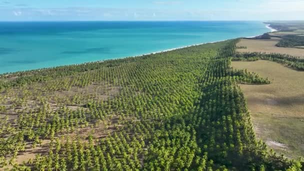 Plantacja Drzew Kokosowych Pobliżu Plaży Gunga Maceio Alagoas Brazylia Plantacja — Wideo stockowe