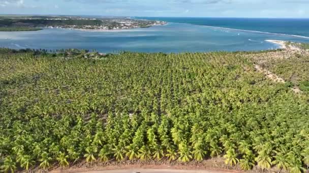 Φυτεία Καρύδας Κοντά Στην Παραλία Gunga Στο Maceio Alagoas Βραζιλία — Αρχείο Βίντεο