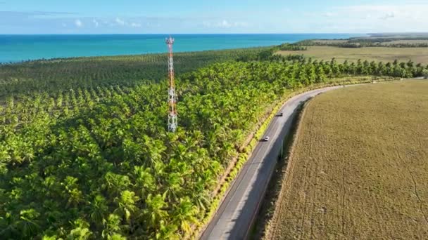Plantacja Drzew Kokosowych Pobliżu Plaży Gunga Maceio Alagoas Brazylia Plantacja — Wideo stockowe