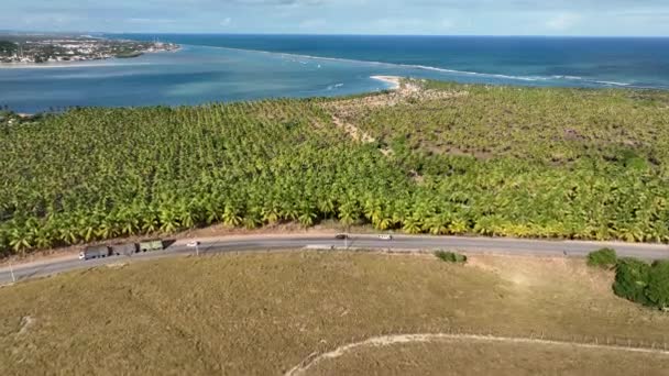 Plantación Cocoteros Cerca Gunga Beach Maceio Alagoas Brasil Plantación Palmeras — Vídeo de stock