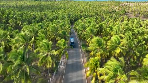 Plantacja Drzew Kokosowych Pobliżu Plaży Gunga Maceio Alagoas Brazylia Plantacja — Wideo stockowe