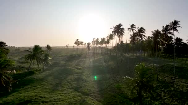 Zonsondergang Bij Palmbomen Plantage Bij Sao Miguel Dos Milagres Alagoas — Stockvideo