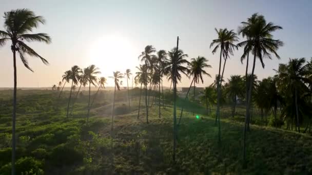 브라질의 알라고스 야자나무 농장에 브라질 북동쪽 — 비디오