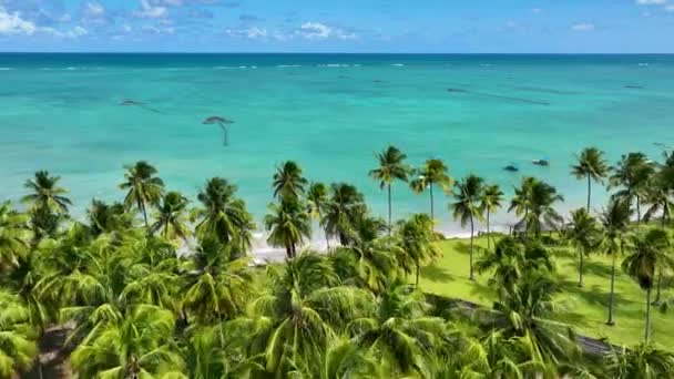 Sao Miguel Dos Milagres Beach Alagoas State Brazil Brazilský Severovýchod — Stock video