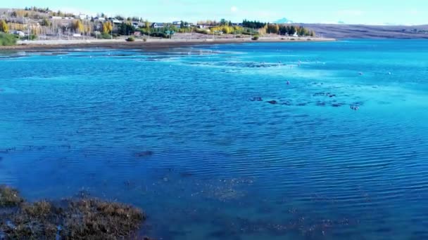 Patagonya Arjantin Calafate Patagonya Arjantin Deki Lago Argentino Renkli Flamingolar — Stok video