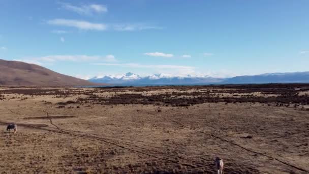 Patagonien Argentinien Berühmte Straße Bei Calafate Patagonien Argentinien Straßenlandschaft Patagoniens — Stockvideo