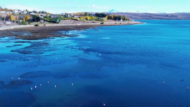 Patagonya Arjantin Calafate Patagonya Arjantin Deki Lago Argentino Renkli Flamingolar — Stok video