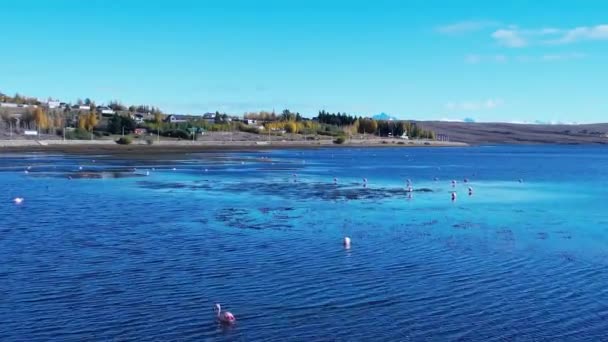 Παταγονία Αργεντινή Πολύχρωμα Φλαμίνγκο Στο Lago Argentino Στο Calafate Patagonia — Αρχείο Βίντεο