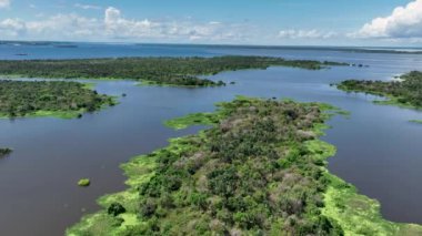 Amazonas Brezilya 'daki doğa tropikal Amazon ormanları. Mangrove Ormanı. Mangrove ağaçları. Amazon yağmur ormanları doğa manzarası. Amazon igapo su altındaki bitki örtüsü. Amazonas Brezilya 'daki su baskını ormanı.
