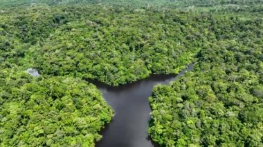 Amazon Ormanı 'ndaki Amazon Nehri. Dünyanın ünlü tropikal ormanları. Manaus Brezilya. Amazon ekosistemi. Doğa, vahşi hayat manzarası. Solimoes Amazon Nehri biyolojisi. Amazon yaşam tarzı.