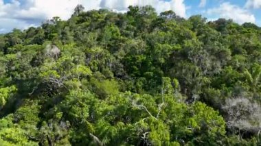 Amazon Nehri, Amazon Yağmur Ormanı. Dünyanın en büyük tropikal yağmur ormanları. Manaus Brezilya. Amazonia ekosistemi. Doğa, vahşi hayat manzarası. Küresel ısınma emisyonlarında azalma. Amazon nehri vahşi yaşamı.