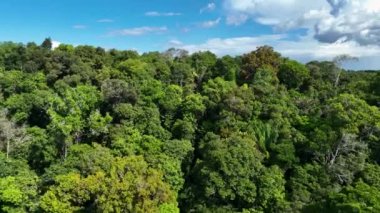 Amazon Ormanı 'ndaki Amazon Nehri. Dünyanın ünlü tropikal ormanları. Manaus Brezilya. Amazon ekosistemi. Doğa, vahşi hayat manzarası. Solimoes Amazon Nehri biyolojisi. Amazon yaşam tarzı.