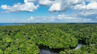 Manaus Brezilya. Amazon Ormanı 'ndaki Taruma Nehri Amazon Biomu' ndaki dev Kara Nehir 'in zenginliği. Doğal yaban hayatı manzarası. Küresel ısınma orman tahribatı. Amazon yağmur ormanları vahşi yaşam.