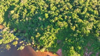 Amazon ormanlarının Amazon Brezilya 'daki doğa manzarası. Mangrove Ormanı. Mangrove ağaçları. Amazon yağmur ormanları doğa manzarası. Amazon igapo su altındaki bitki örtüsü. Amazonas Brezilya 'daki su baskını ormanı.