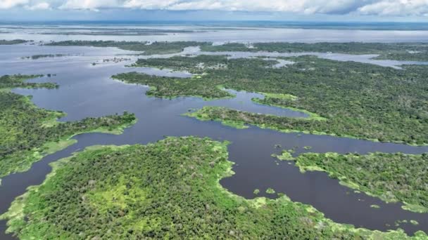 Natur Tropischer Amazonaswald Amazonas Brasilien Mangrovenwald Mangrovenbäume Amazonas Regenwald Naturlandschaft — Stockvideo