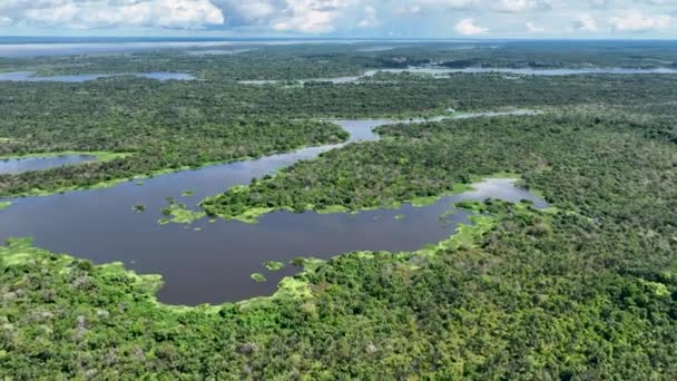 Manaus Brasil Rio Taruma Floresta Amazônica Afluente Gigante Rio Negro — Vídeo de Stock