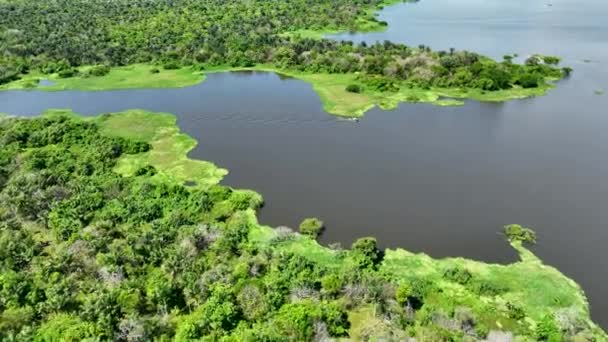 Natur Luftaufnahme Des Amazonas Waldes Amazonas Brasilien Mangrovenwald Mangrovenbäume Amazonas — Stockvideo