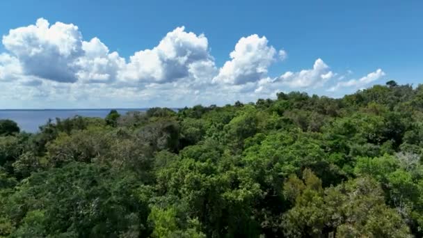 Természet Trópusi Amazonas Erdő Brazíliában Mangrove Erdő Mangrove Fák Amazonasi — Stock videók