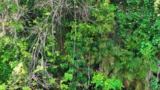 Плавучие Рестораны Реки Амазонки Лесу Амазонки Манаус Бразилия Природа Дикой — стоковое видео