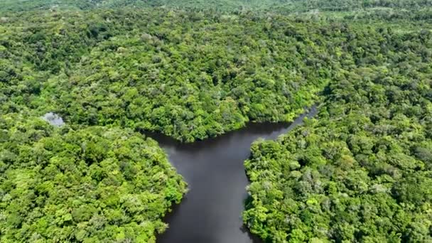 Amazon Ormanı Ndaki Amazon Nehri Dünyanın Ünlü Tropikal Ormanları Manaus — Stok video