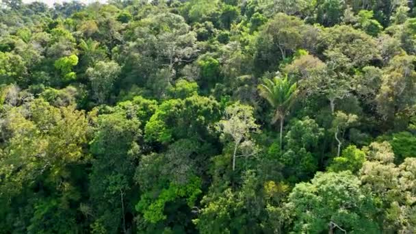 Natureza Floresta Amazônica Tropical Amazonas Brasil Floresta Mangue Árvores Mangue — Vídeo de Stock