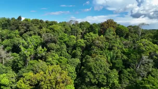 Amazon River Amazon Forest Відомий Тропічний Ліс Світу Манаус Бразилія — стокове відео