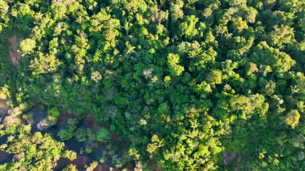 アマゾンブラジルでアマゾンの森の自然空撮 マングローブ林 マングローブの木 アマゾン熱帯雨林の自然景観 アマゾンイグアポは植生を沈めた アマゾン ブラジルの氾濫原の森 — ストック動画