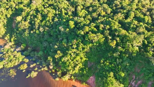 Αεροφωτογραφία Της Φύσης Του Δάσους Του Αμαζονίου Στο Amazonas Βραζιλία — Αρχείο Βίντεο