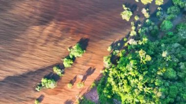 Amazon Ormanı 'ndaki Amazon Nehri. Dünyanın ünlü tropikal ormanları. Manaus Brezilya. Amazon ekosistemi. Doğa, vahşi hayat manzarası. Solimoes Amazon Nehri biyolojisi. Amazon yaşam tarzı.