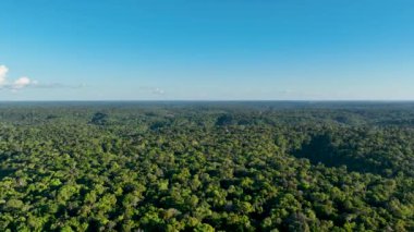 Amazon ormanlarının Amazon Brezilya 'daki doğa manzarası. Mangrove Ormanı. Mangrove ağaçları. Amazon yağmur ormanları doğa manzarası. Amazon igapo su altındaki bitki örtüsü. Amazonas Brezilya 'daki su baskını ormanı.