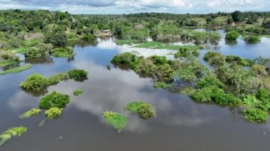 Amazon ormanlarının Amazon Brezilya 'daki doğa manzarası. Mangrove Ormanı. Mangrove ağaçları. Amazon yağmur ormanları doğa manzarası. Amazon igapo su altındaki bitki örtüsü. Amazonas Brezilya 'daki su baskını ormanı.
