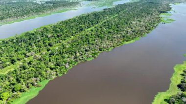 Amazon ormanlarının Amazon Brezilya 'daki doğa manzarası. Mangrove Ormanı. Mangrove ağaçları. Amazon yağmur ormanları doğa manzarası. Amazon igapo su altındaki bitki örtüsü. Amazonas Brezilya 'daki su baskını ormanı.