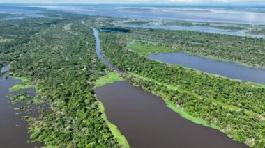 Amazon Nehri, Amazon Yağmur Ormanı. Dünyanın en büyük tropikal yağmur ormanları. Manaus Brezilya. Amazonia ekosistemi. Doğa, vahşi hayat manzarası. Küresel ısınma emisyonlarında azalma. Amazon nehri vahşi yaşamı.