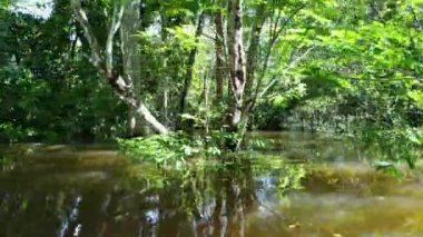 Amazon Ormanı 'ndaki Amazon Nehri. Dünyanın ünlü tropikal ormanları. Manaus Brezilya. Amazon ekosistemi. Doğa, vahşi hayat manzarası. Solimoes Amazon Nehri biyolojisi. Amazon yaşam tarzı.