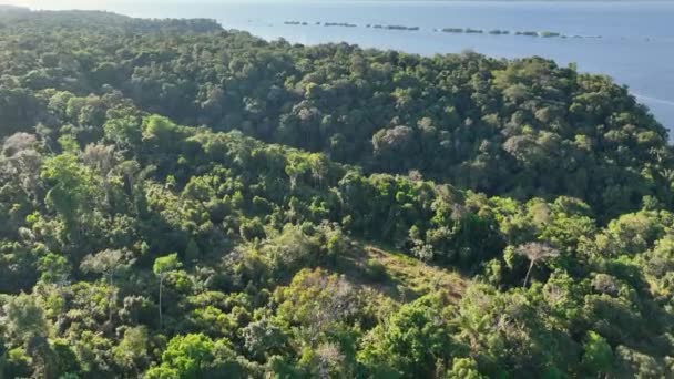 Manaus Brazilië Taruma Rivier Bij Amazon Forest Welvarend Van Gigantische — Stockvideo