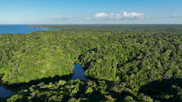 Természet Trópusi Amazonas Erdő Brazíliában Mangrove Erdő Mangrove Fák Amazonasi — Stock videók