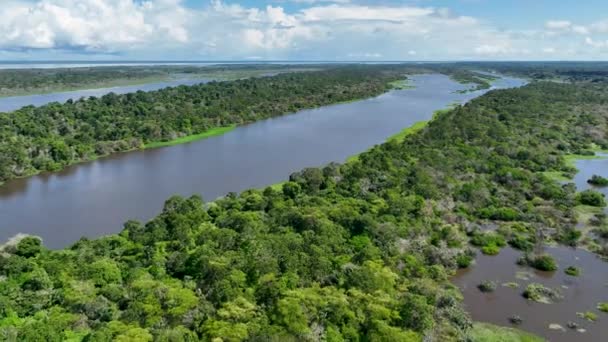 巴西亚马逊的自然热带亚马逊森林 红树林 红树林树 亚马逊雨林自然景观 亚马逊猪笼草淹没植被 巴西亚马孙流域的漫滩森林 — 图库视频影像