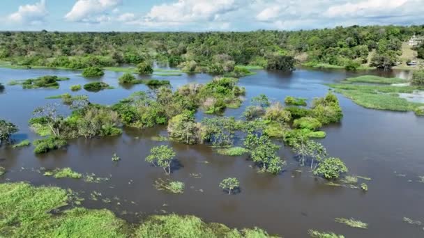 Amazon River Amazon Rainforest Biggest Tropical Rainforest World Manaus Brazil — Stock Video