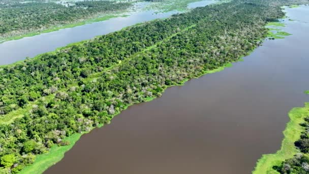 Vista Aérea Naturaleza Selva Amazónica Amazonas Brasil Bosque Manglares Árboles — Vídeo de stock
