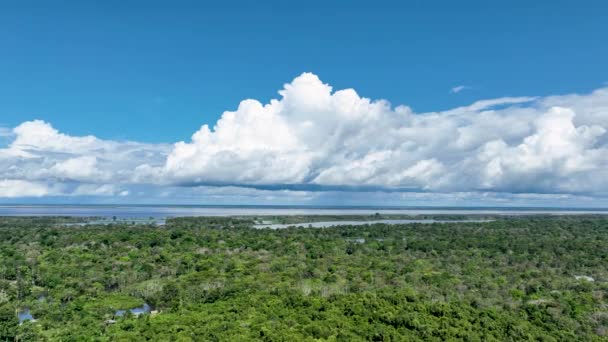 アマゾンブラジルの自然の熱帯アマゾンの森 マングローブ林 マングローブの木 アマゾン熱帯雨林の自然景観 アマゾンイグアポは植生を沈めた アマゾン ブラジルの氾濫原の森 — ストック動画