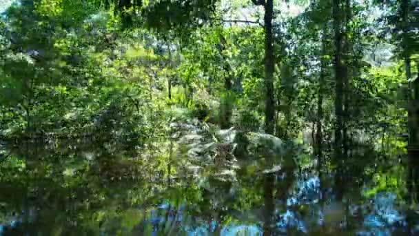 Río Amazonas Selva Amazónica Selva Tropical Más Grande Del Mundo — Vídeos de Stock