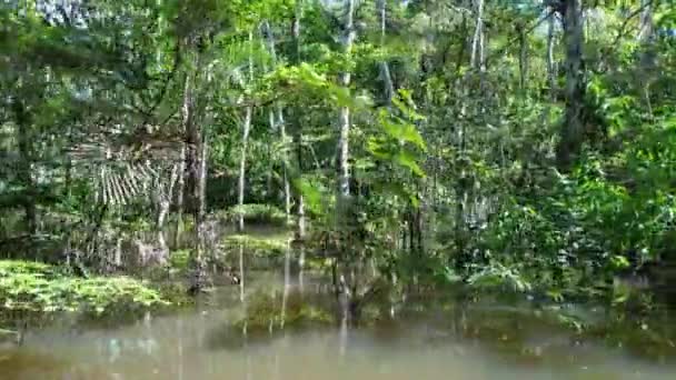 アマゾンの森のアマゾン川の浮動レストラン マナウス ブラジル 自然の野生生物の風景 緑の背景 アマゾン州の森の木 観光名所 目的地 — ストック動画