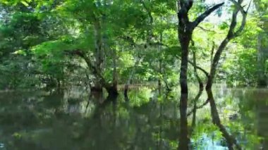 Amazonas Brezilya 'daki doğa tropikal Amazon ormanları. Mangrove Ormanı. Mangrove ağaçları. Amazon yağmur ormanları doğa manzarası. Amazon igapo su altındaki bitki örtüsü. Amazonas Brezilya 'daki su baskını ormanı.