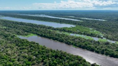 Amazon ormanlarının Amazon Brezilya 'daki doğa manzarası. Mangrove Ormanı. Mangrove ağaçları. Amazon yağmur ormanları doğa manzarası. Amazon igapo su altındaki bitki örtüsü. Amazonas Brezilya 'daki su baskını ormanı.