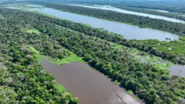 Amazon Ormanı 'ndaki Amazon Nehri. Dünyanın ünlü tropikal ormanları. Manaus Brezilya. Amazon ekosistemi. Doğa, vahşi hayat manzarası. Solimoes Amazon Nehri biyolojisi. Amazon yaşam tarzı.