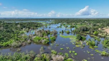 Amazon Ormanı 'nda Amazon Nehri' nin yüzen restoranları. Manaus Brezilya. Doğa, vahşi hayat manzarası. Yeşil arka plan. Amazonas eyaletindeki orman ağaçları. Turizm cazibesi. Seyahat hedefi.