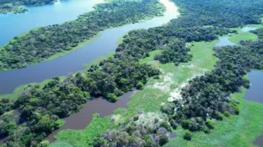 Amazon Ormanı 'ndaki Amazon Nehri. Dünyanın ünlü tropikal ormanları. Manaus Brezilya. Amazon ekosistemi. Doğa, vahşi hayat manzarası. Solimoes Amazon Nehri biyolojisi. Amazon yaşam tarzı.