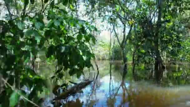 Amazon Ormanı Ndaki Amazon Nehri Dünyanın Ünlü Tropikal Ormanları Manaus — Stok video